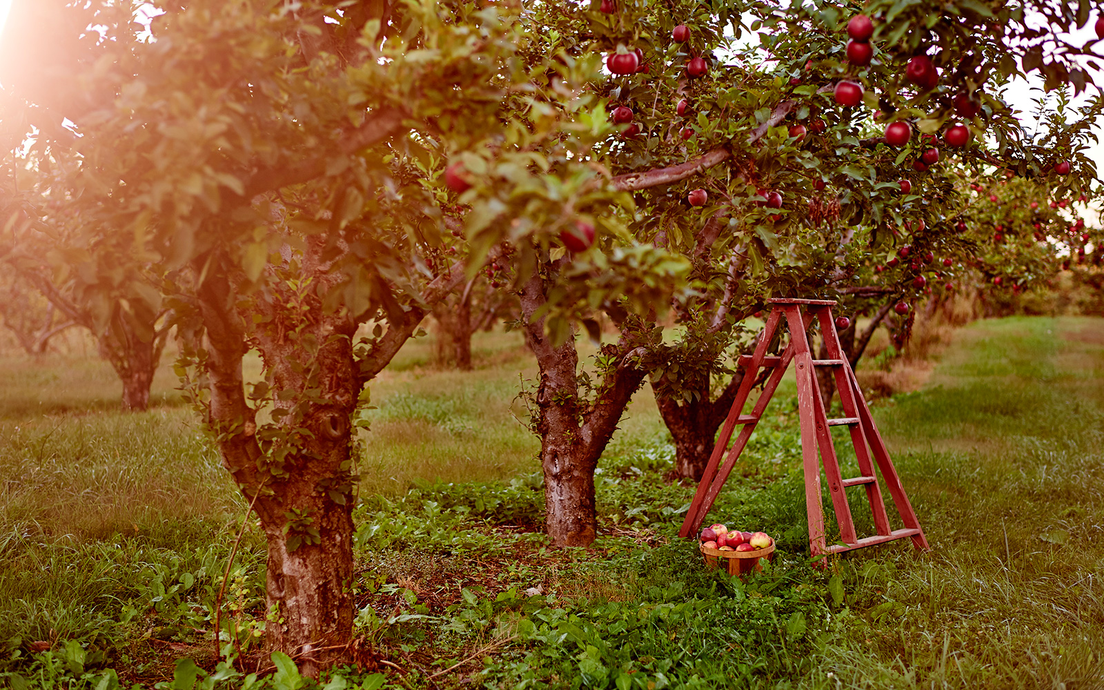 U-pick orchard near New Buffalo featuring two big apple trees and green grass with a ladder beside a tree