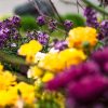 Marina Grand Resort in New Buffalo, Michigan, welcomes guests with a gorgeous planter full of seasonal flowers and foliage A close up view of purple, yellow and fuchsia flowers in New Buffalo, Michigan.