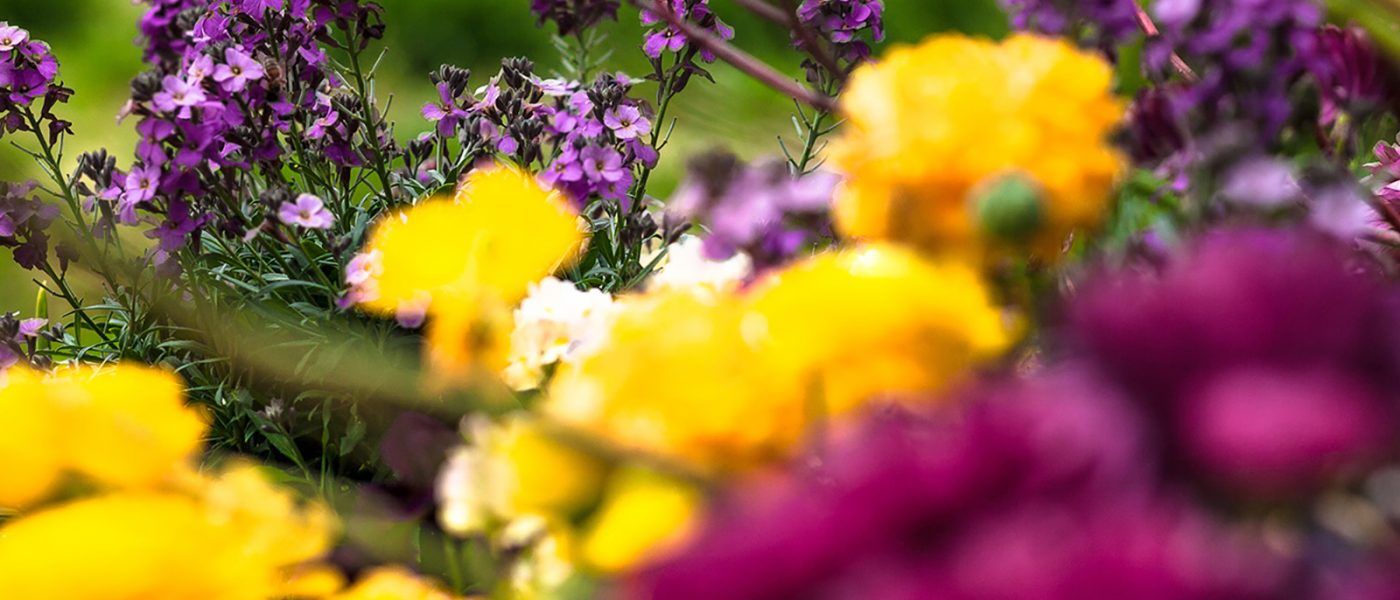 Marina Grand Resort in New Buffalo, Michigan, welcomes guests with a gorgeous planter full of seasonal flowers and foliage A close up view of purple, yellow and fuchsia flowers in New Buffalo, Michigan.